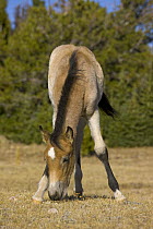 Mustang (Equus caballus) foal grazing, Pryor Mountain Wild Horse Range, Montana