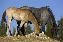 Mustang (Equus caballus) pair grazing, Pryor Mountain Wild Horse Range, Montana