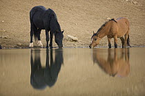 Mustang (Equus caballus) pair drinking at waterhole, Pryor Mountain Wild Horse Range, Montana