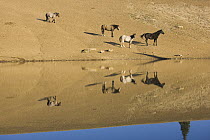 Mustang (Equus caballus) group coming to waterhole to drink, Pryor Mountain Wild Horse Range, Montana