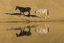 Mustang (Equus caballus) pair reflected in waterhole, Pryor Mountain Wild Horse Range, Montana