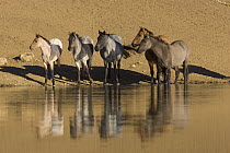 Mustang (Equus caballus) group along waterhole, Pryor Mountain Wild Horse Range, Montana