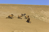 Mustang (Equus caballus) group galloping, Pryor Mountain Wild Horse Range, Montana