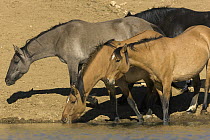 Mustang (Equus caballus) coming to waterhole to drink, Pryor Mountain Wild Horse Range, Montana