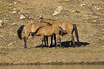 Mustang (Equus caballus) nursing of three generations with new foal being nursed by her mother, and she by her mother, a rare behavior, Pryor Mountain National Wild Horse Range, Montana