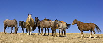 Mustang (Equus caballus) group, Pryor Mountain National Wild Horse Range, Montana