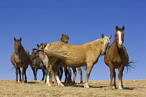 Mustang (Equus caballus) herd standing together, Pryor Mountain Wild Horse Range, Montana