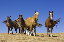 Mustang (Equus caballus) herd standing together, Pryor Mountain Wild Horse Range, Montana
