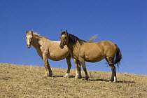 Mustang (Equus caballus) stallion and mare, Pryor Mountain Wild Horse Range, Montana