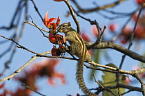Five-striped Palm Squirrel (Funambulus pennanti) in tree, Guindy National Park, India