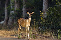 Axis Deer (Axis axis) female, Chennai, India