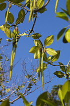 Bakau Kurap (Rhizophora mucronata) fruit, India