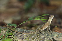 Agama (Agama sp) lizard juvenile, India