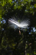 Seed of a rainforest tree falling, India