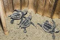 Olive Ridley Sea Turtle (Lepidochelys olivacea) hatchlings in protective hatchery, India