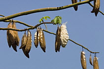 Kapok (Ceiba trichistandra) ripe fruits, India