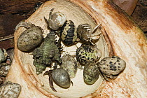 Hermit Crab (Paguritta gracilipes) group eating coconut, India