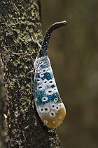 Lantern Bug (Fulgora sp), North Andaman Islands, India