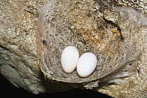 Edible-nest Swiftlet (Aerodramus fuciphagus) nest with eggs, North Andaman Islands, India