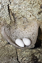 Edible-nest Swiftlet (Aerodramus fuciphagus) nest with eggs, North Andaman Islands, India