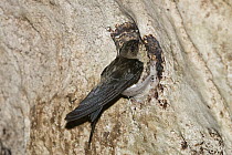 Edible-nest Swiftlet (Aerodramus fuciphagus) on nest, North Andaman Islands, India