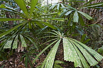 Salai-pathi (Licuala peltata) leaves, North Andaman Islands, India