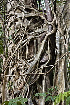 Indian Banyan Tree (Ficus benghalensis) wrapping around host tree, Interview Island, India