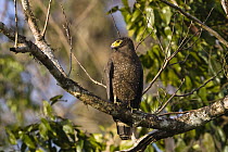 Crested Serpent-Eagle (Spilornis cheela), India