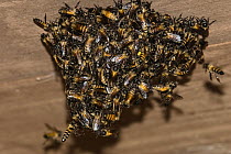 Bee (Apidae) group swarming on wooden ceiling, India