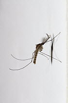 Mosquito (Aedes cantans) male, India