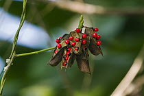 Seeds of a tropical plant, India