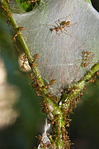 Weaver Ant (Oecophylla longinoda) group at nest in the rainforest, Havelock Island, India