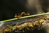 Weaver Ant (Oecophylla longinoda) nest in the rainforest, Havelock Island, India