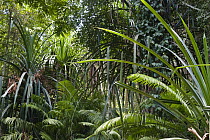 Rainforest interior, Havelock Island, India