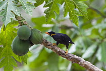 Hill Myna (Gracula religiosa) feeding on papaya, Havelock Island, India