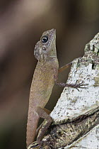 Tree Dragon (Gonocephalus sp) young, India