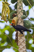Hill Myna (Gracula religiosa) feeding on papaya, Havelock Island, India
