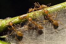 Weaver Ant (Oecophylla longinoda) group weaving nest, Havelock Island, India