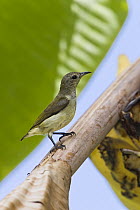 Olive-backed Sunbird (Cinnyris jugularis) female, India