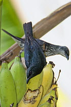 Asian Glossy Starling (Aplonis panayensis) adult and immature feeding on banana, India