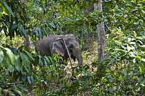 Asian Elephant (Elephas maximus) working in rainforest, Havelock Island, India