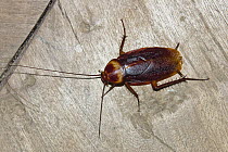 American Cockroach (Periplaneta americana), India