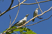 White-headed Starling (Sturnus erythropygius) group, Havelock Island, India