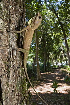 Tree Dragon (Gonocephalus sp) young, India