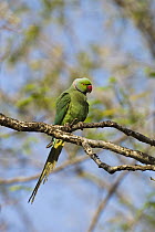 Rose-ringed Parakeet (Psittacula krameri) male, south India