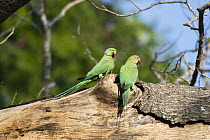 Rose-ringed Parakeet (Psittacula krameri) pair, south India
