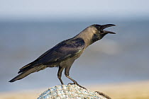 House Crow (Corvus splendens) at the beach on fishing net, Chennai, India