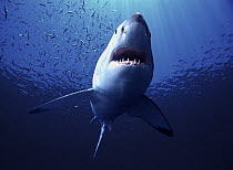 Great White Shark (Carcharodon carcharias) swimming, Neptune Islands, Australia. Digital composite