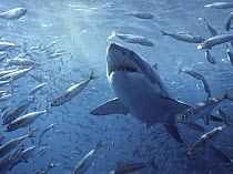 Great White Shark (Carcharodon carcharias) with schooling fish, Neptune Islands, Australia, *digitally enhanced*