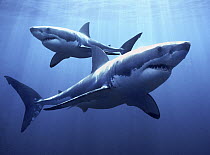 Great White Shark (Carcharodon carcharias) pair, Neptune Islands, Australia, *digital composite*